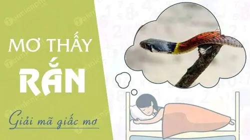 Giải mã giấc mơ thấy rắn đánh số gì chi tiết